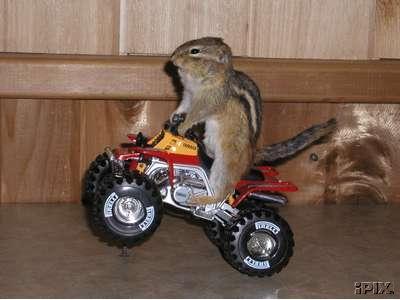 taxidermychipmunk.jpg